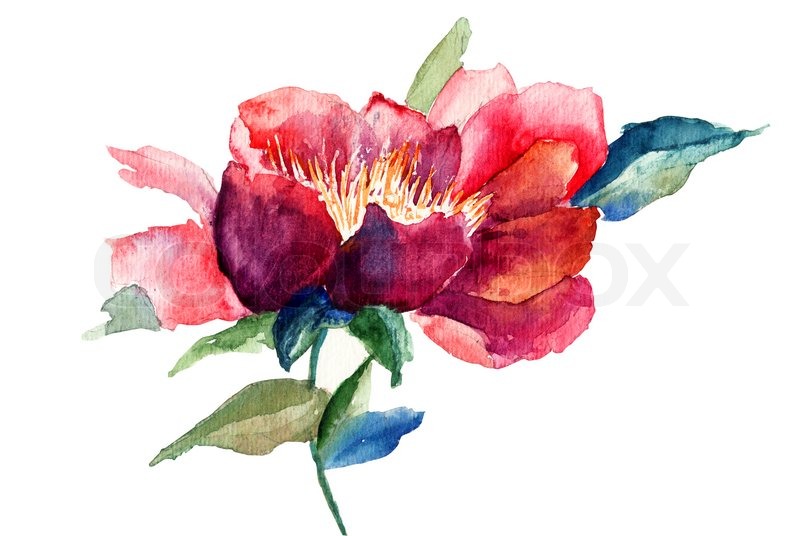800x536 Decorative Red Flower, Watercolor Illustration Stock Photo - Watercolor Red Flowers