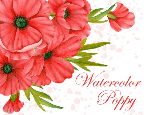570x456 Watercolor Poppy Clipart Red Poppies Clipart Red Flowers Etsy - Watercolor Red Flowers