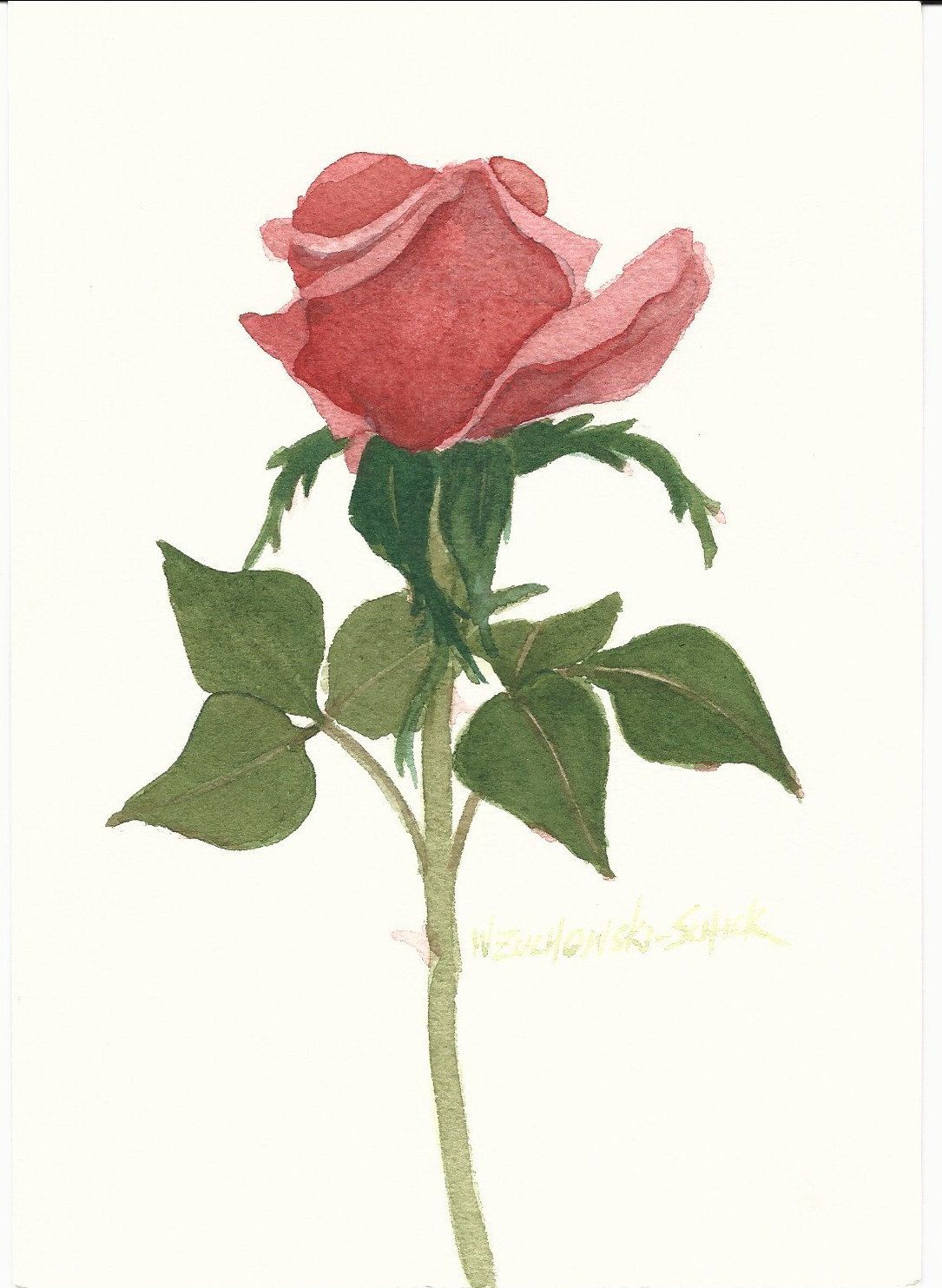 1085x1483 Red Rose 5 X 7 Original Watercolor The Flowers Are - Watercolor Red Rose