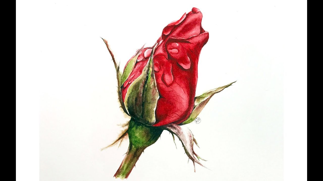 1280x720 Red Rose In Watercolors Painting Tutorial - Watercolor Red Rose