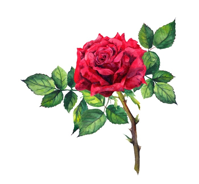 Watercolor Red Rose At Explore Collection Of