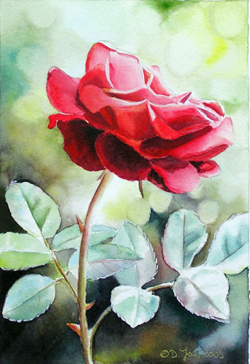 351x510 Rote Rose Gemalt In Aquarell,red Rose Small Watercolor Painting, - Watercolor Red Rose