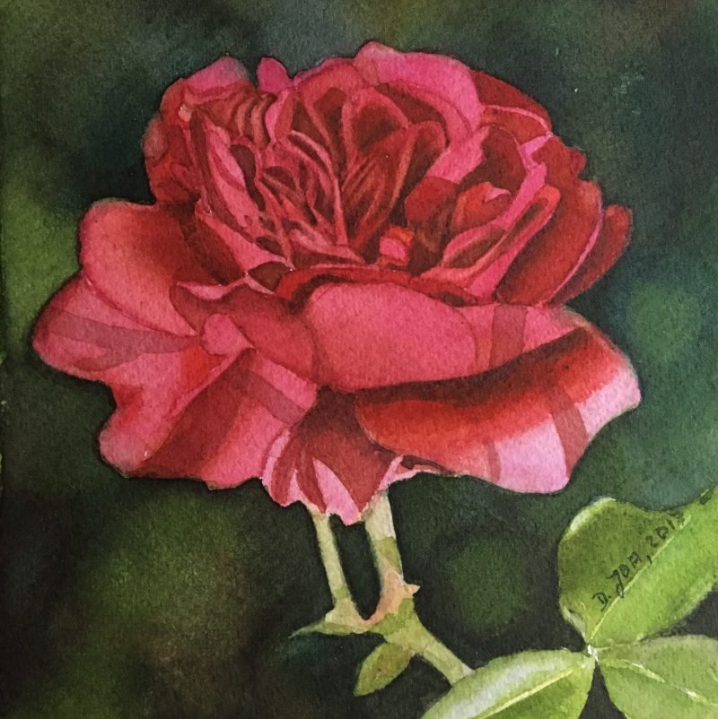 800x802 Small Red Rose Painting - Watercolor Red Rose