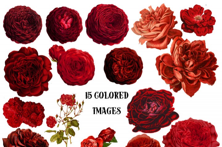 720x479 Vintage Watercolor Red Roses Clipart By Verdigris Studios - Watercolor Red Rose