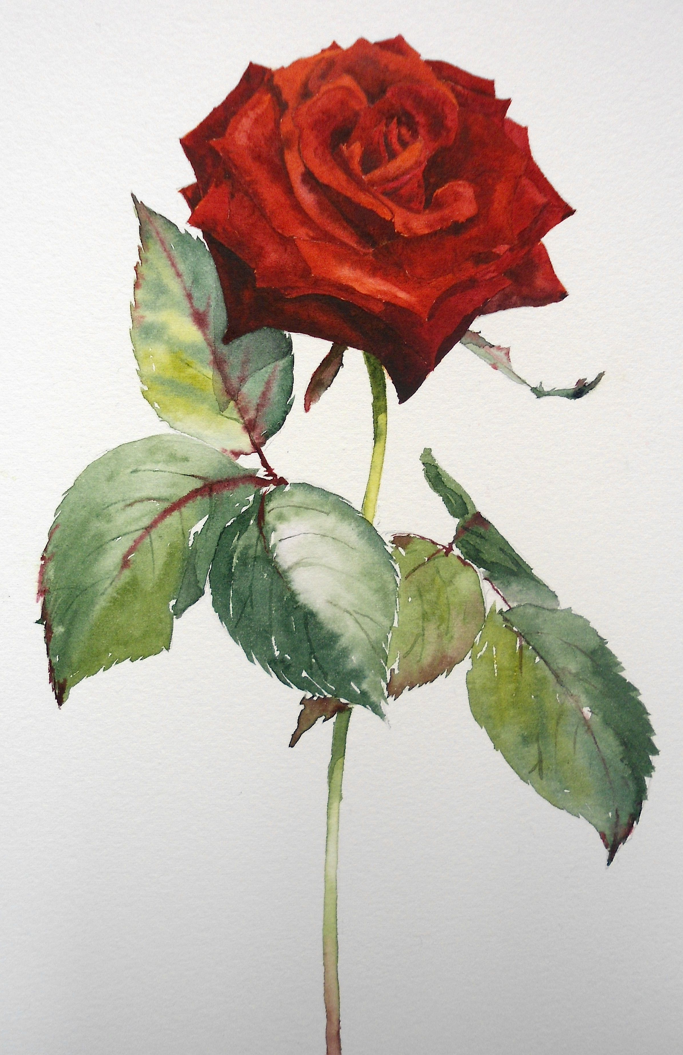 Watercolor Red Rose at PaintingValley.com | Explore collection of ...