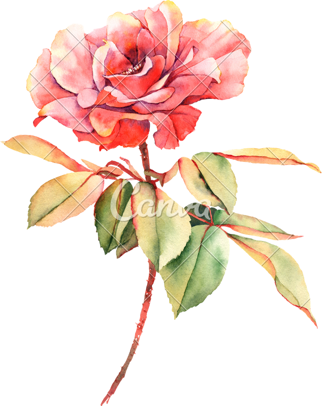 634x800 Watercolor Red Rose Flower - Watercolor Red Rose
