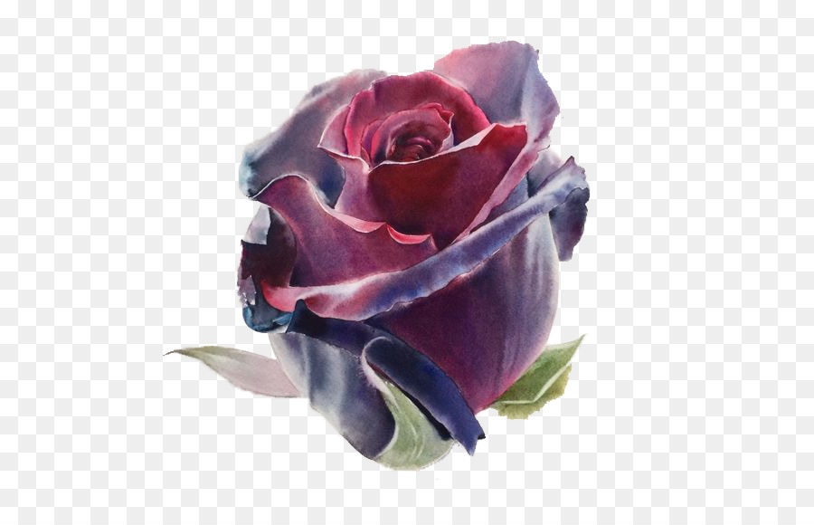 900x580 Download Watercolor Flowers Watercolor Painting Drawing Ar Wine - Watercolor Red Rose
