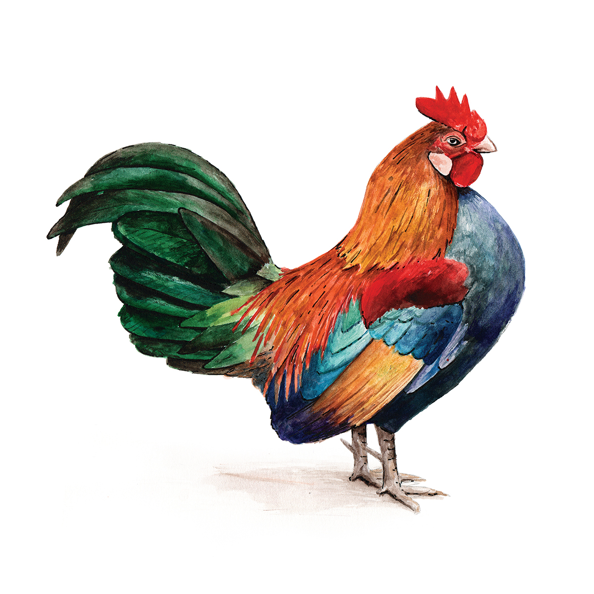 1200x1200 Watercolor Rooster - Watercolor Rooster