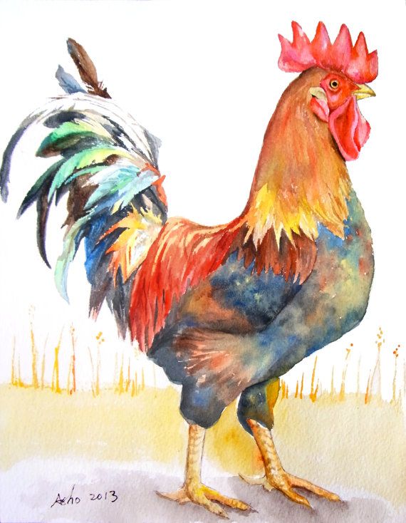 570x734 Ooak Original Watercolor Rooster In 8x10 Rooster Portrait - Watercolor Rooster