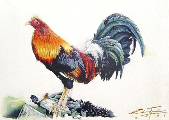 673x479 Amazing Rooster Watercolor Paintings - Watercolor Rooster