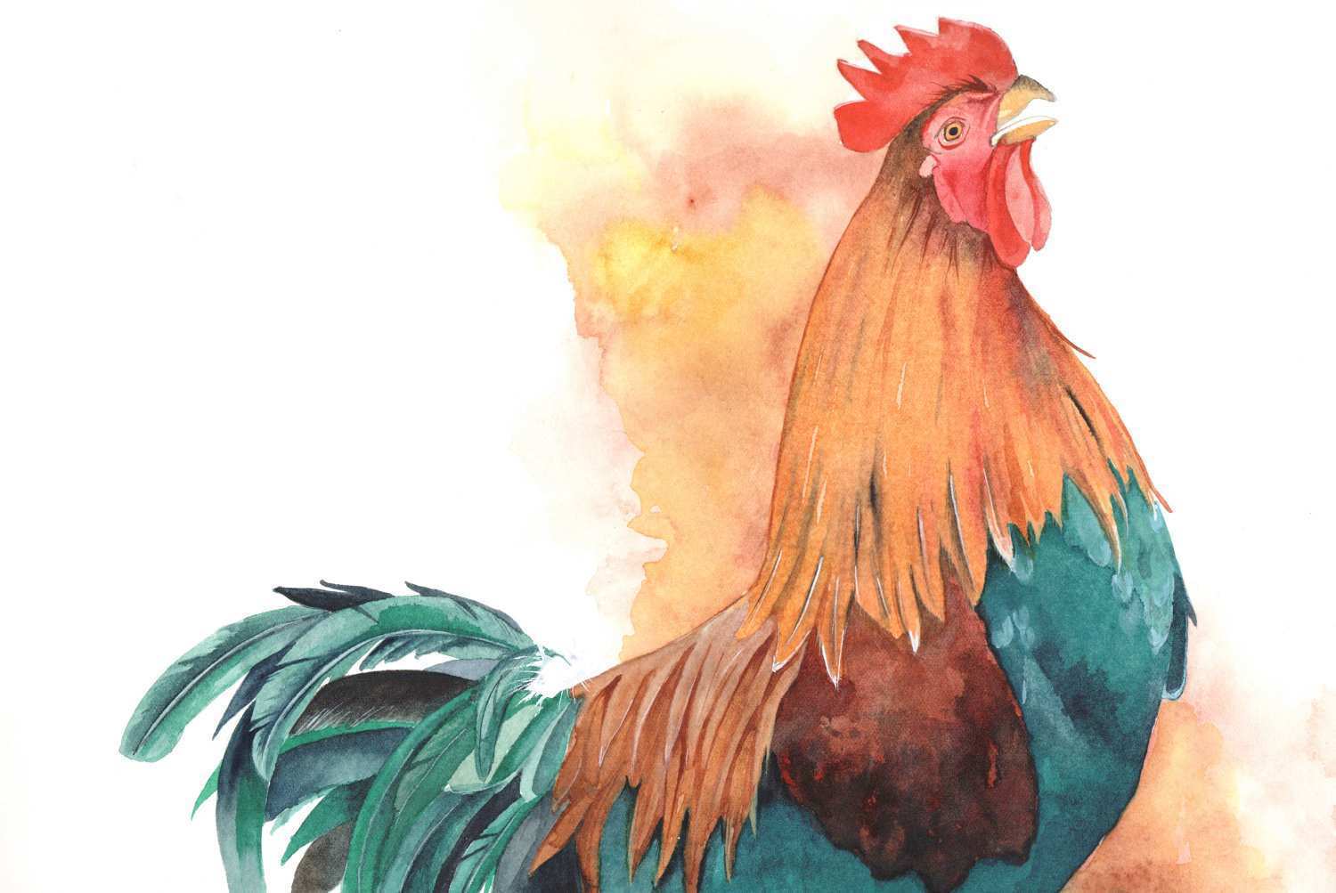 1500x1003 Watercolor Art Beautiful Rooster Painting Watercolor R074 Bird - Watercolor Rooster Paintings
