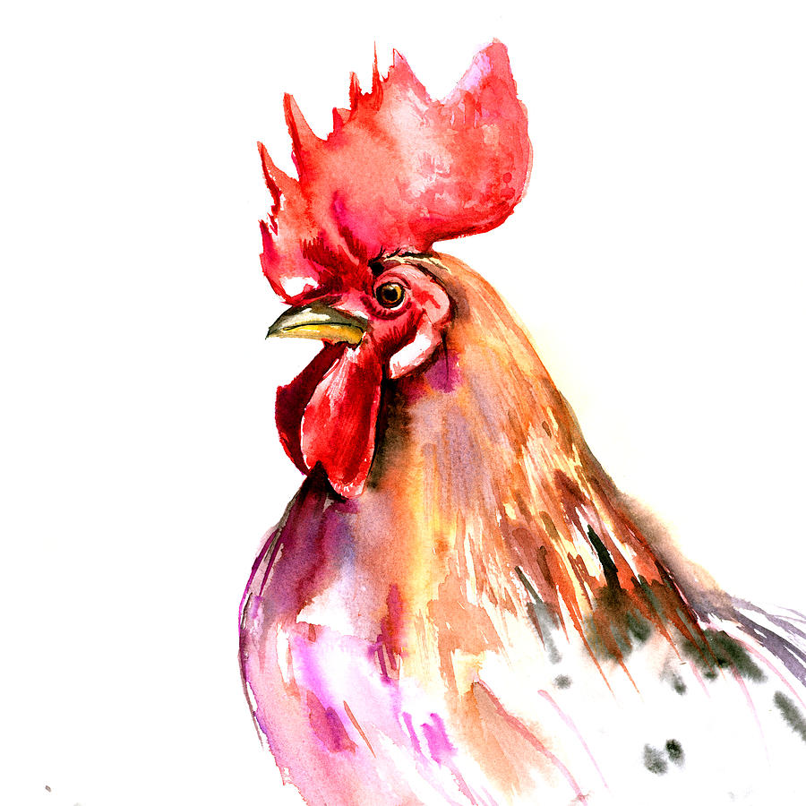 900x900 Watercolor Rooster Paintings Fine Art America - Watercolor Rooster Paintings