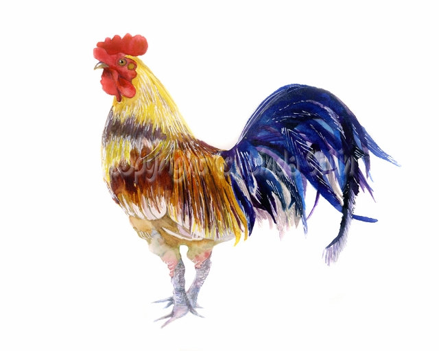 640x512 Coy Boy Rooster - Watercolor Rooster Paintings