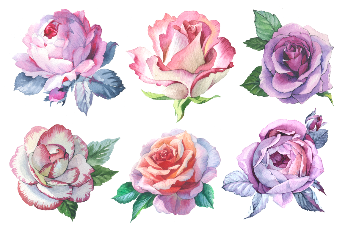 1160x772 Romantic Set Of 6 Png Watercolor Roses - Watercolor Rose