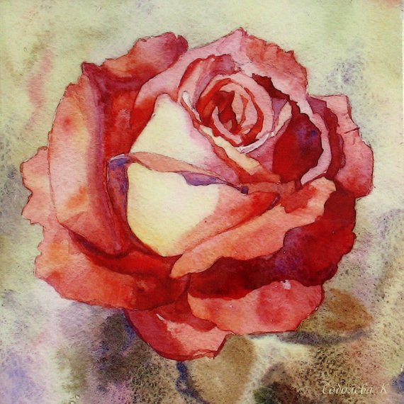 570x570 Rose Watercolor Rose Painting Watercolor Painting Flower Etsy - Watercolor Rose