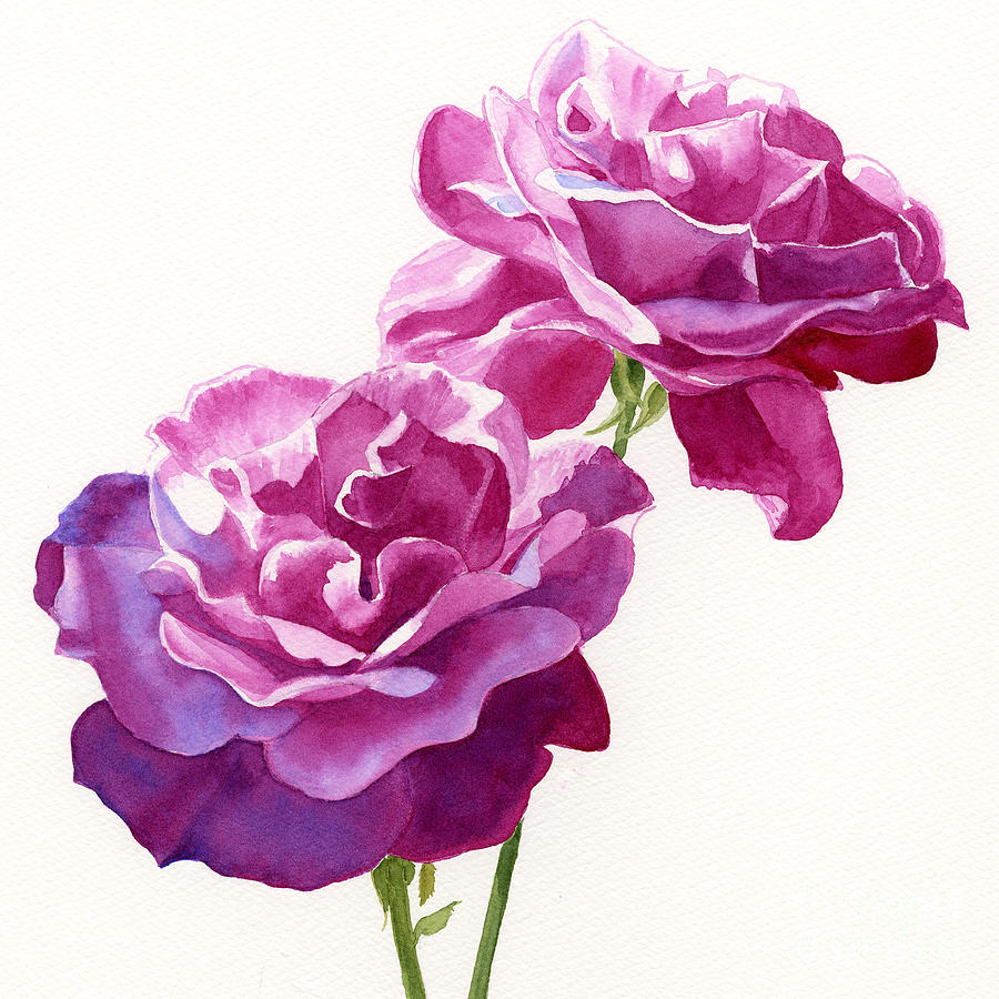 900x900 Two Red Violet Rose Blossoms Square Design Painting By Sharon Freeman - Watercolor Rose