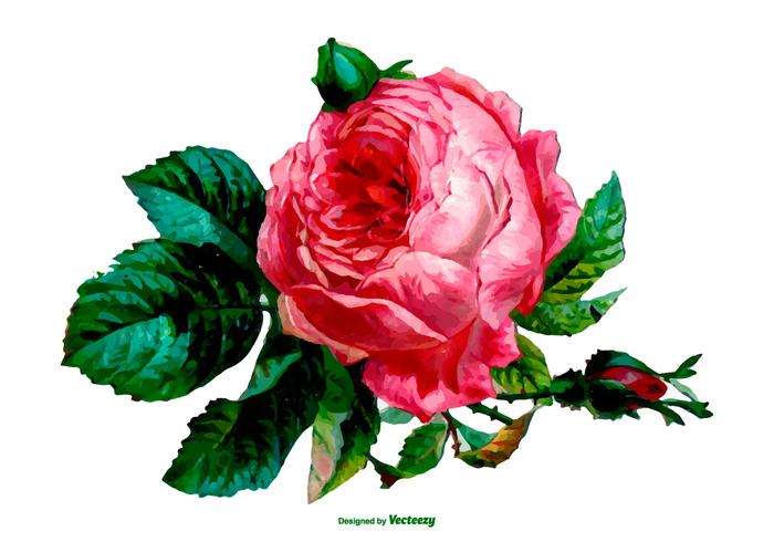 700x490 Vector Watercolor Rose Illustration - Watercolor Rose