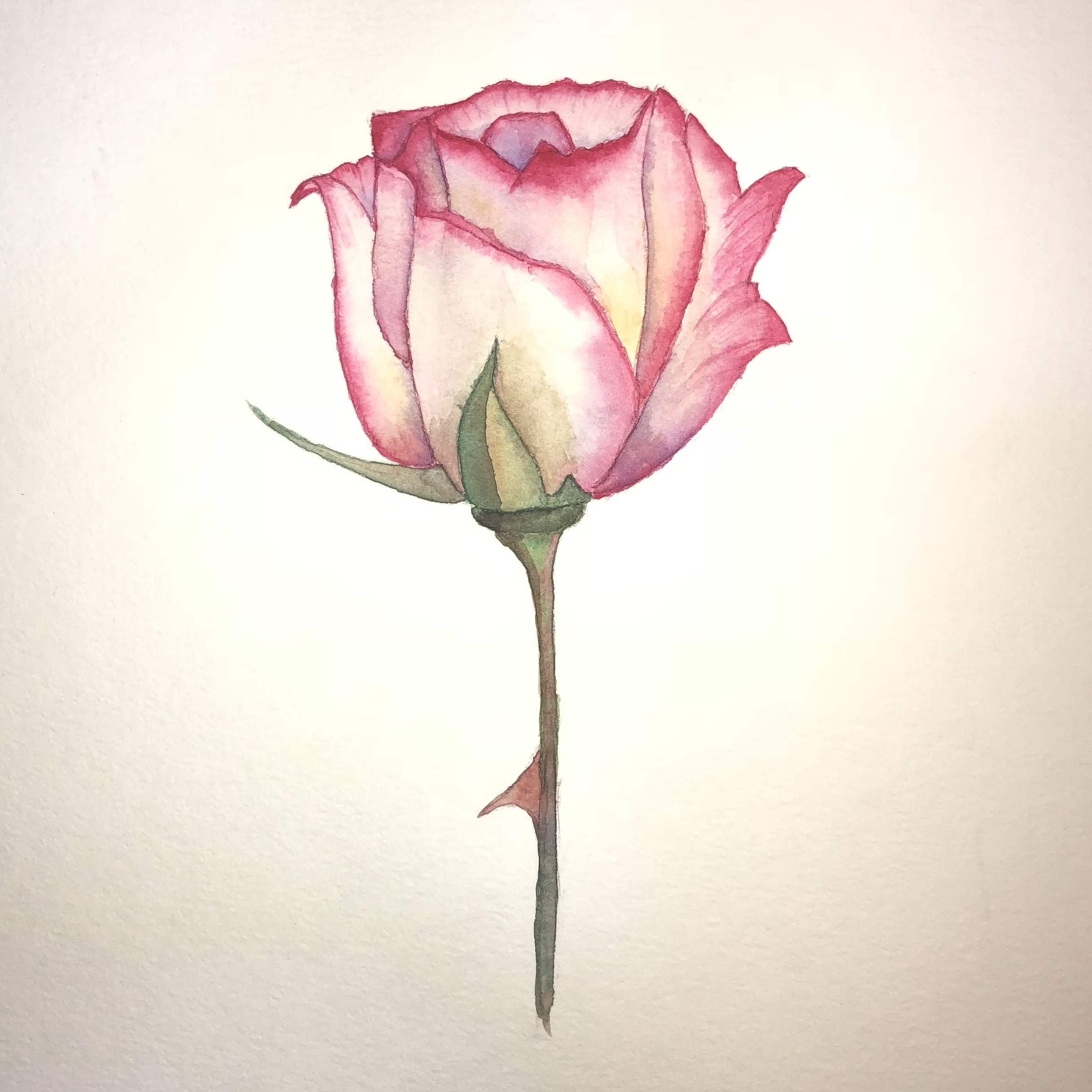 2434x2434 Watercolor - Watercolor Rose