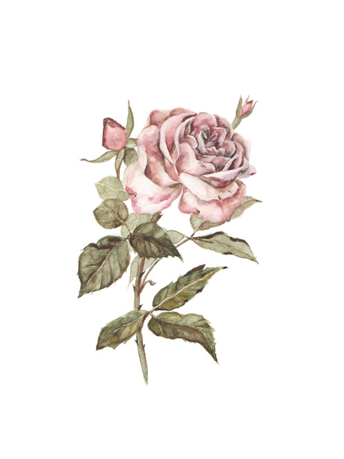 Watercolor Rose at PaintingValley.com | Explore collection of ...
