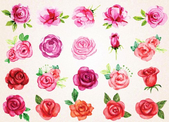 570x410 Watercolor Roses Clipartwatercolor Roses Svgpng 300 Ppired Etsy - Watercolor Rose