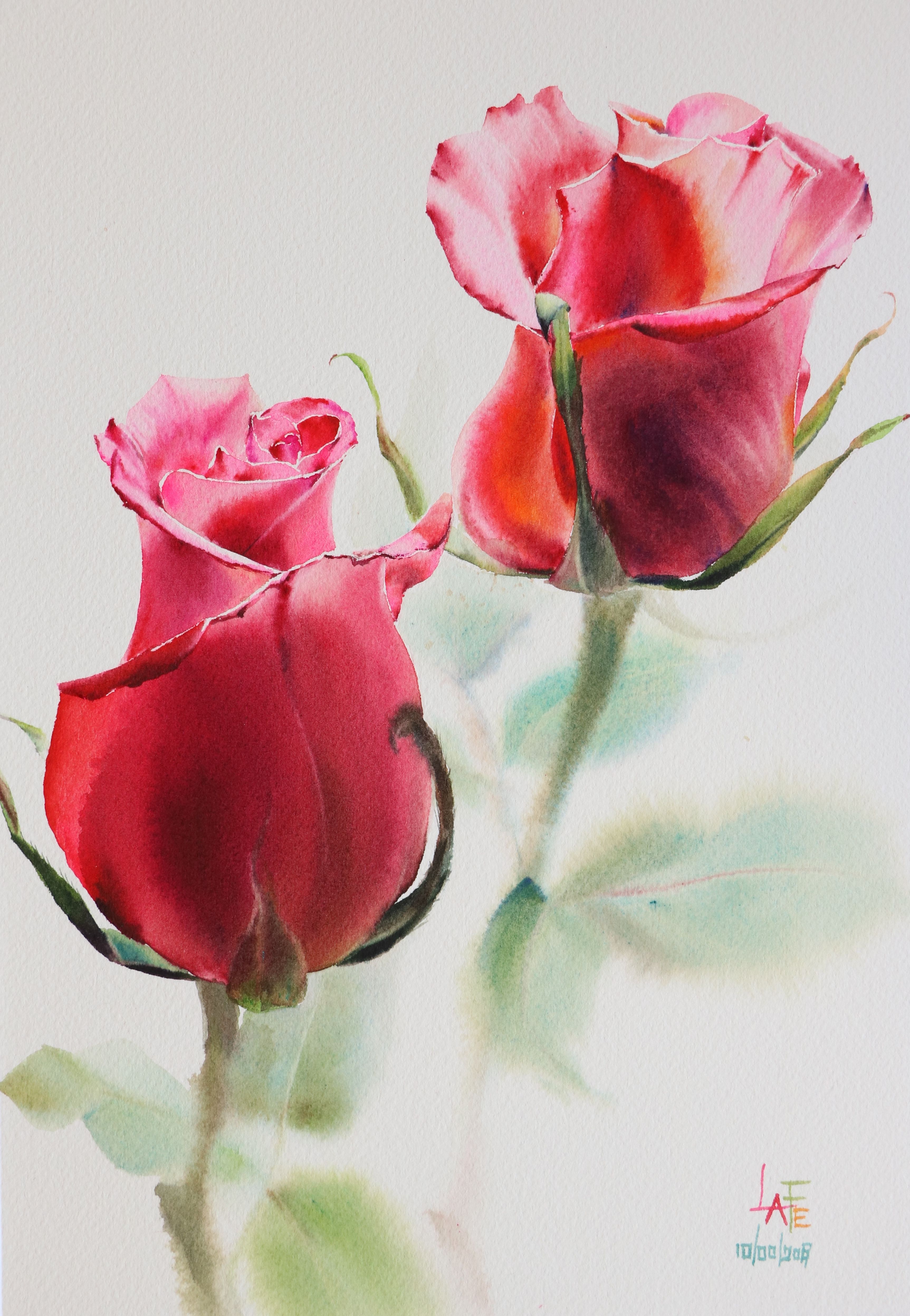 3450x4988 Watercolor Without Drawing Rose By Lafe Flowers In 2018 - Watercolor Rose