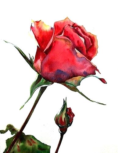 387x500 Watercolor Rose Themindfuljourney - Watercolor Rose