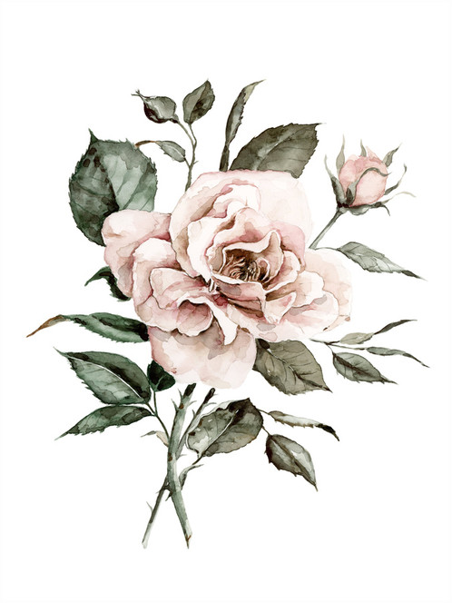 498x664 Faded Watercolor Rose Painting - Watercolor Rose
