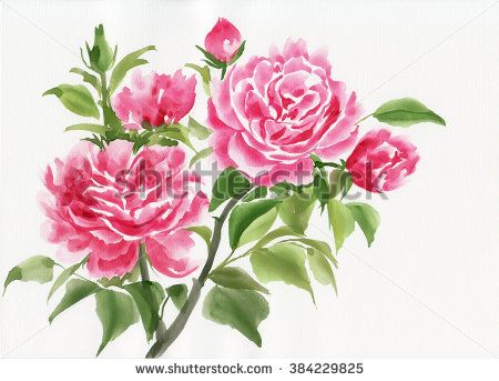 450x343 Pink Rose Bush Original Watercolor Painting On White Background - Watercolor Rose Bush