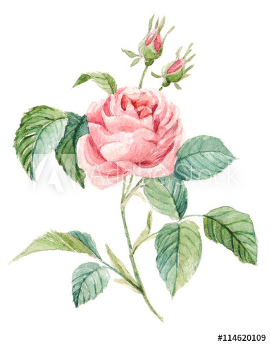 392x500 Pink Roses Bush. Hand Drawn, Watercolor Botanical Illustration - Watercolor Rose Bush