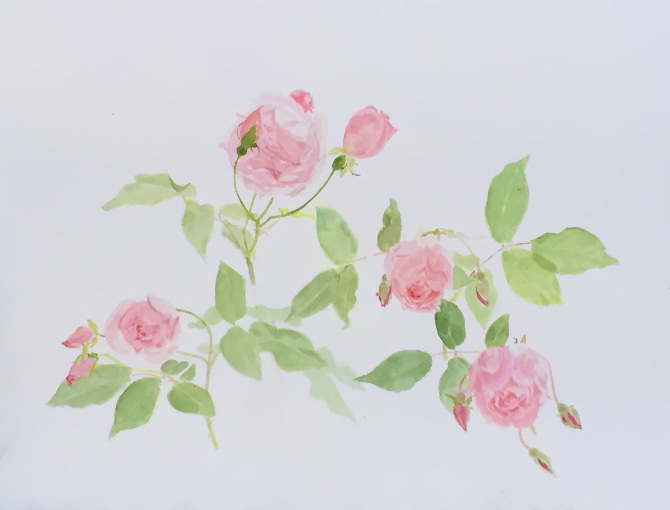 670x510 Raubritter Rosebush, Redux - Watercolor Rose Bush