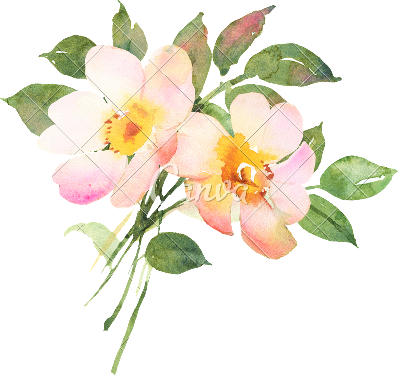 800x755 Rose Bush In Blossom Watercolor Illustratiion - Watercolor Rose Bush