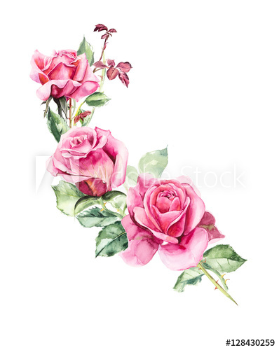398x500 Rosebush. Pattern From Pink Rose. Wedding Drawings. Watercolor - Watercolor Rose Bush