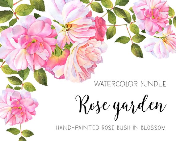 570x456 Roses Watercolor Clipart Flower Clipart Watercolor Roses Etsy - Watercolor Rose Bush