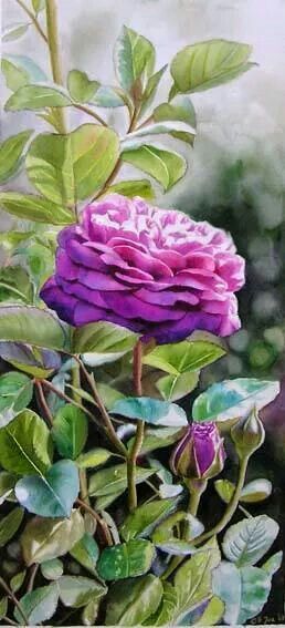 258x567 Watercolor Rose Bush Garden Pink Fuchsia Love Watercolors - Watercolor Rose Bush