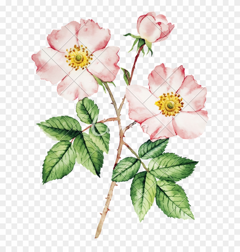 840x880 Botanical Wild Rose Flower Watercolor - Watercolor Rose Bush