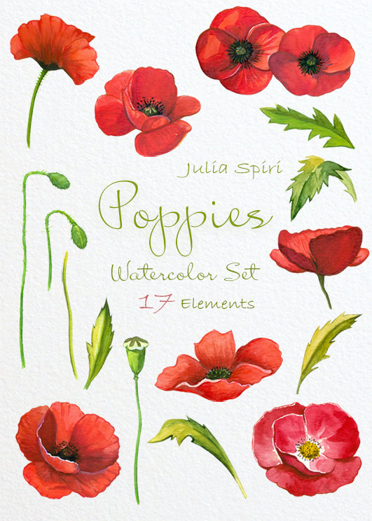 531x744 Watercolor Poppies Flowers Clipart, Poppy Hand Painted, Watercolor - Watercolor Rose Clipart