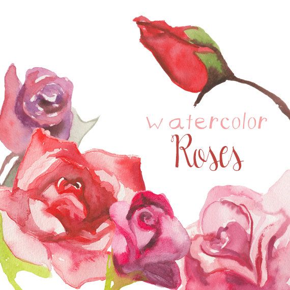 570x570 Floral Clipart Wedding Floral Clip Art Hand Drawn Watercolor - Watercolor Rose Clipart