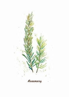 Watercolor Rosemary