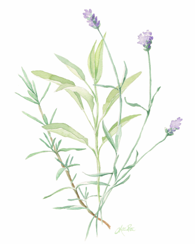 819x1024 Katrina Pete - Watercolor Rosemary