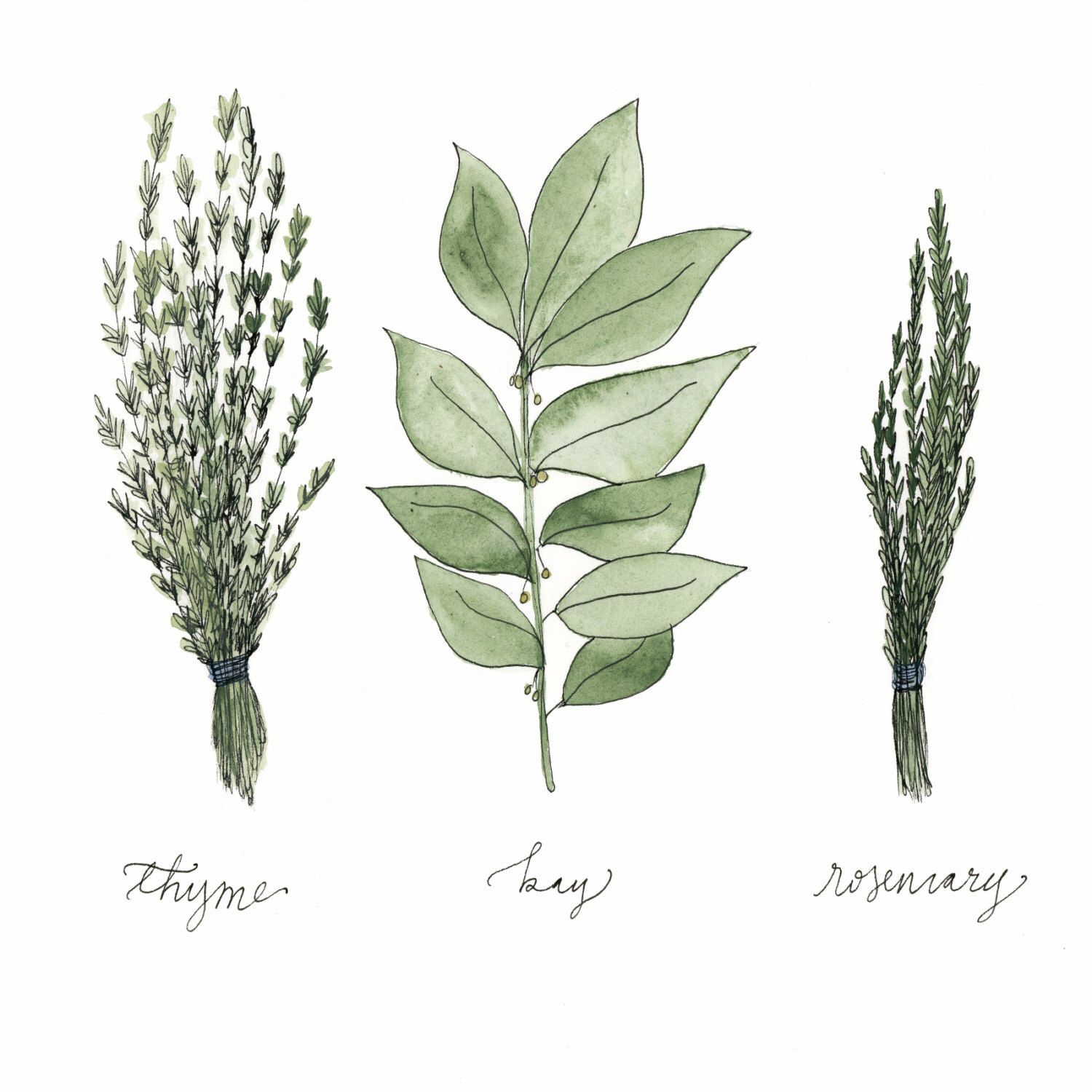 1500x1500 Pin By D Courtney On Art Watercolor Print - Watercolor Rosemary