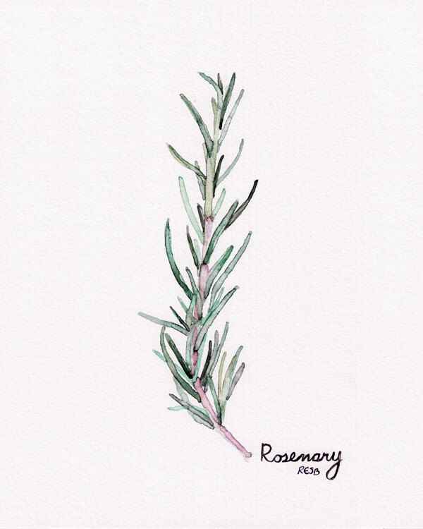 600x750 Rosemary Herb Painting - Watercolor Rosemary