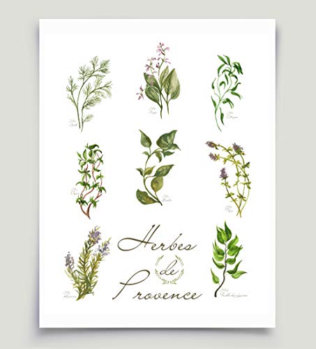 453x500 French Watercolor Herbs Art Herbes De Provence Basil - Watercolor Rosemary