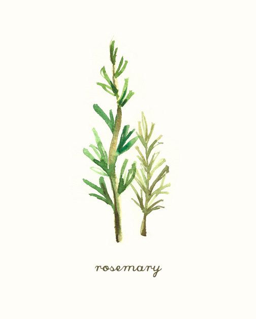 504x629 Rosemary Herb Botanical Print, Herb Watercolor Painting, Kitchen - Watercolor Rosemary