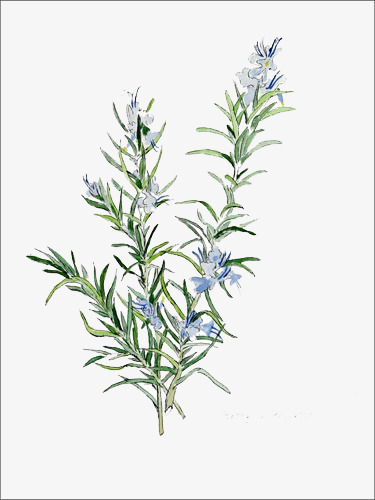 375x500 Rosemary Rosemary, Plant, Flowers, Watercolor Png Image And - Watercolor Rosemary