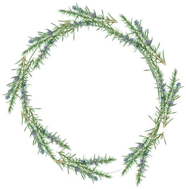 642x651 Rosemary Wreath Watercolor Herb Watercolor Rosemary Art Print Etsy - Watercolor Rosemary