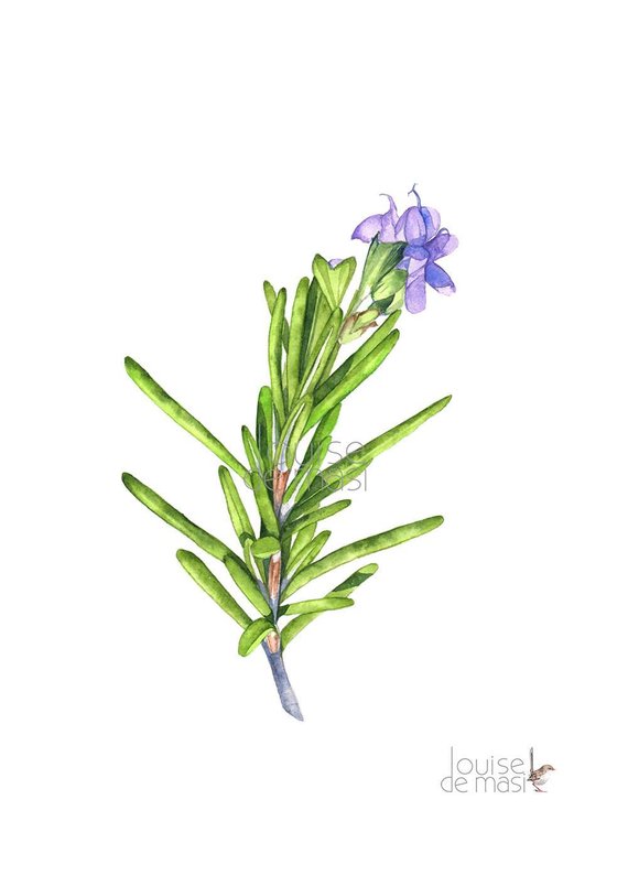 570x804 Rosemary Print Of Watercolour Painting A4 Size R19717 Etsy - Watercolor Rosemary
