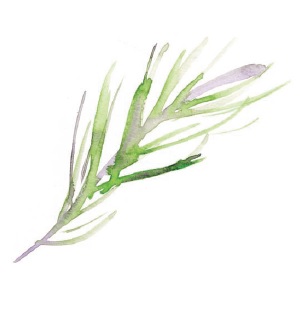 308x315 Watercolor Foods Quarto Knows Blog - Watercolor Rosemary