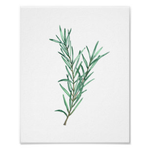 307x307 Watercolor Rosemary Art Amp Wall Zazzle - Watercolor Rosemary