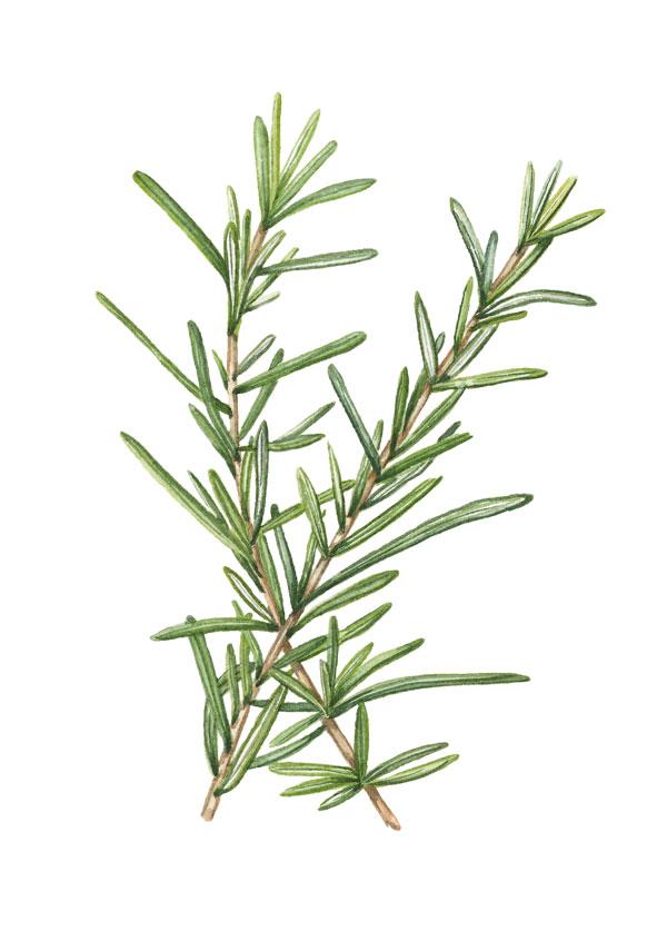 600x846 Watercolor Rosemary Original Painting Laura Ashton Illustration - Watercolor Rosemary