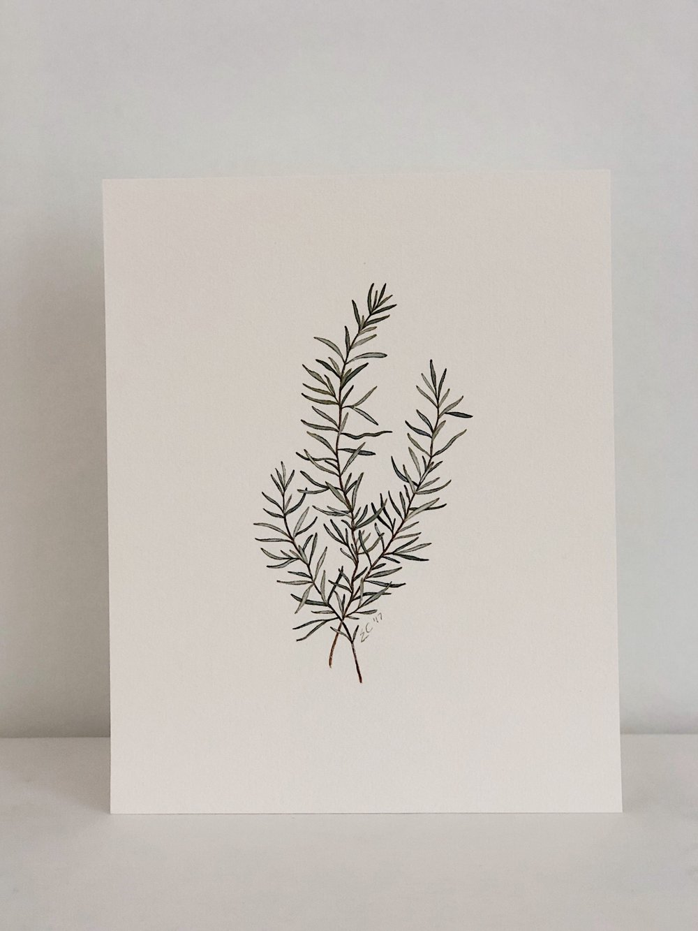 1000x1333 Watercolor Rosemary Esther Clark Illustration Amp Calligraphy - Watercolor Rosemary